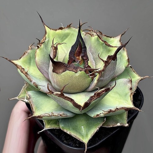 Pianta agave succulenta 8cm - pianta, di