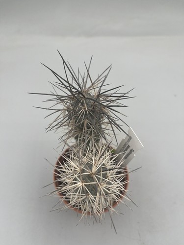 Tephrocactus alexanderi black - tephrocactus,